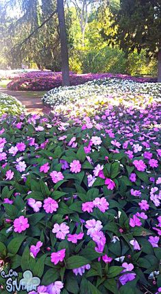 pink and white flowers in the middle of a park with lots of green leaves on it