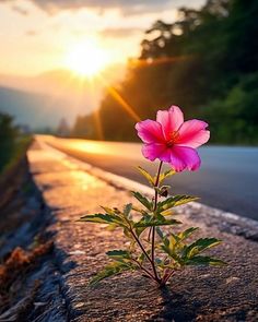 a pink flower sitting on the side of a road with the sun setting in the background