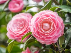 pink flowers with green leaves and water droplets