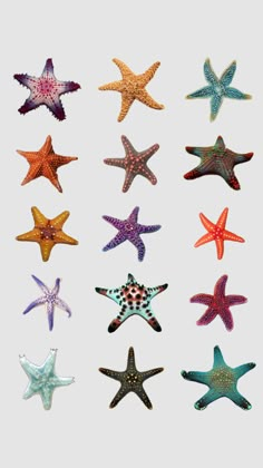 an assortment of starfishs in various colors and sizes