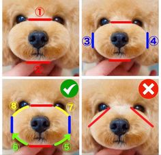 four pictures showing how to draw a dog's nose with different angles and colors