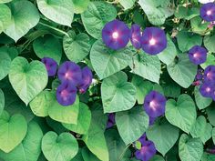 purple flowers with green leaves in the background