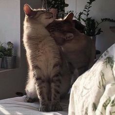 two cats sitting on top of a bed next to each other near potted plants