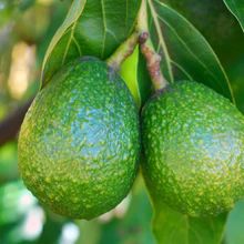 two green avocados hanging from a tree