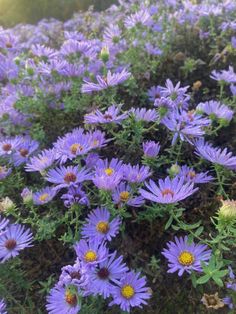 many purple flowers are growing in the grass