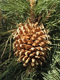 a pine cone hanging from a tree branch