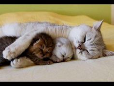 two kittens are sleeping together on the bed with their heads close to each other