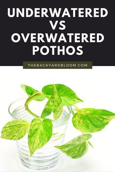 Underwatered vs Overwatered Pothos Wedding Decorations Garden, Pothos Plants, Ph Water, Decorations Items, Neon Pothos, Garden Landscaping Ideas, Pothos Plant, Garden Wedding Decorations