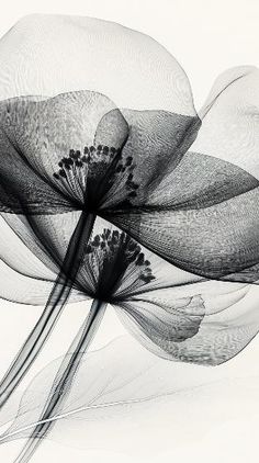 an abstract black and white photo of flowers