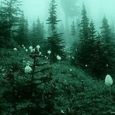 a forest filled with lots of trees covered in fog