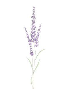 a purple flower on a white background is shown in this image, it's long and slender