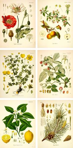 four different types of flowers and leaves in various stages of growth, from the beginning to the end of the 19th century