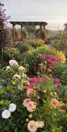 a garden filled with lots of colorful flowers