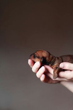 a person holding a small dog in their hand