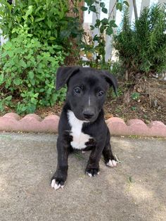 a black and white puppy sitting on the ground