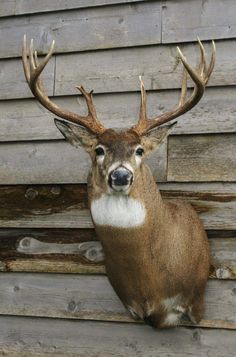 a deer head mounted on the side of a wooden building