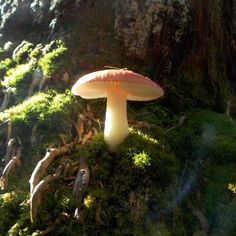 a mushroom is growing on the mossy ground