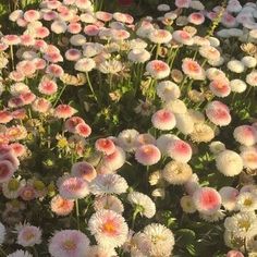 many pink and white flowers in a field