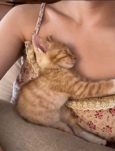 Ethereal Girl, Sugar Glider, Ginger Cats, Cat Person, Orange Cat