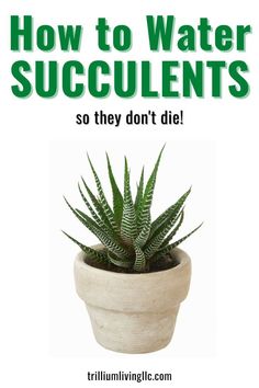 a potted plant with the words how to water succulents so they don't die