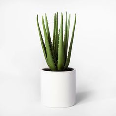 a plant in a white pot on a white background