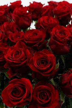 a bunch of red roses that are in a vase