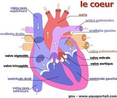 an image of the human heart labeled in french