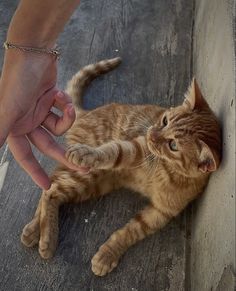 an orange tabby cat laying on the ground being petted by someone's hand