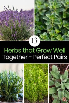 herbs that grow well together - perfect pairs