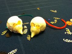 two plastic skulls are on the floor with confetti around them and one is laying down