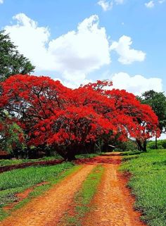 a dirt road with trees and grass on both sides