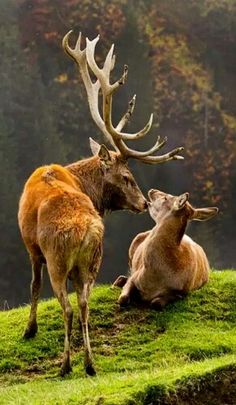 two deer sitting on top of a lush green hillside