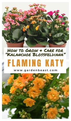 several different types of flowers in pots with the words how to grow and care for kalanu