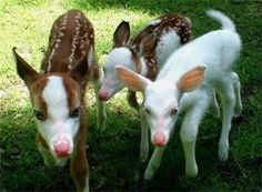 three baby deer are standing in the grass