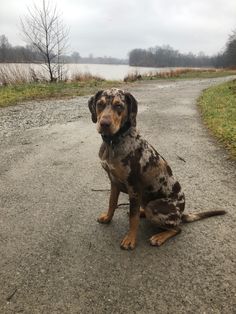 a brown and black dog sitting on top of a gravel road