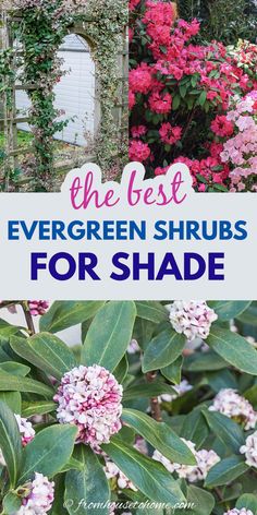 the best evergreen shrubs for shade in your garden or yard with text overlay that reads, the best evergreen shrubs for shade