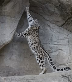 a snow leopard climbing up the side of a rock wall with its paws in the air