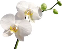 two white orchids with green stems against a white background, photographed from the bottom