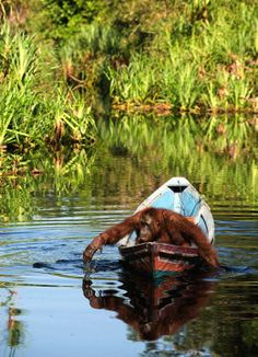 an oranguel swimming in the water next to a boat