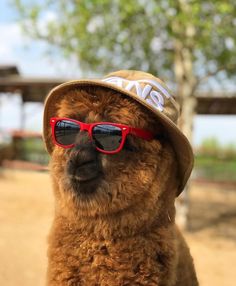 a brown llama wearing red sunglasses and a hat with the word love on it