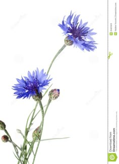 blue cornflowers on a white background with space for your own text or image