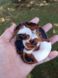 a hand is holding a ball python in it's left hand, with the tail curled up