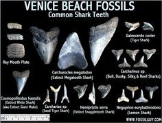 the different types of shark teeth are shown in this poster, which includes information about them