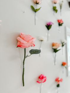 pink and orange flowers are arranged on the wall next to each other in order to be displayed