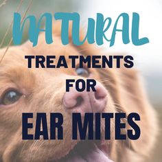 a dog with its mouth open and the words natural treatments for ear mitts