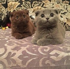 two cats and a dog sitting on a bed with floral print fabric, looking up at the camera