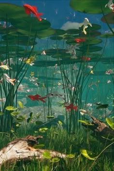 water lilies and other aquatic plants in a pond