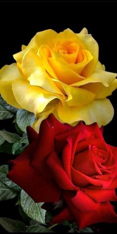 two yellow and red roses with leaves in the foreground, on a black background