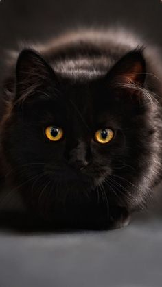 a black cat with yellow eyes laying on a gray surface and looking at the camera