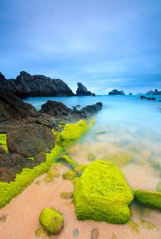 green moss covered rocks on the beach